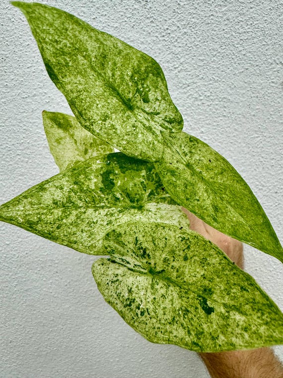 Alocasia Blizzard Starter Plant (ALL STARTER PLANTS Require You to