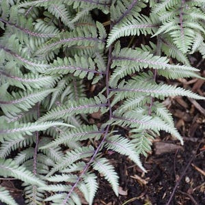 May include: A close-up of a fern with silver-green fronds and purple stems. The fern is growing in a bed of dark brown mulch.