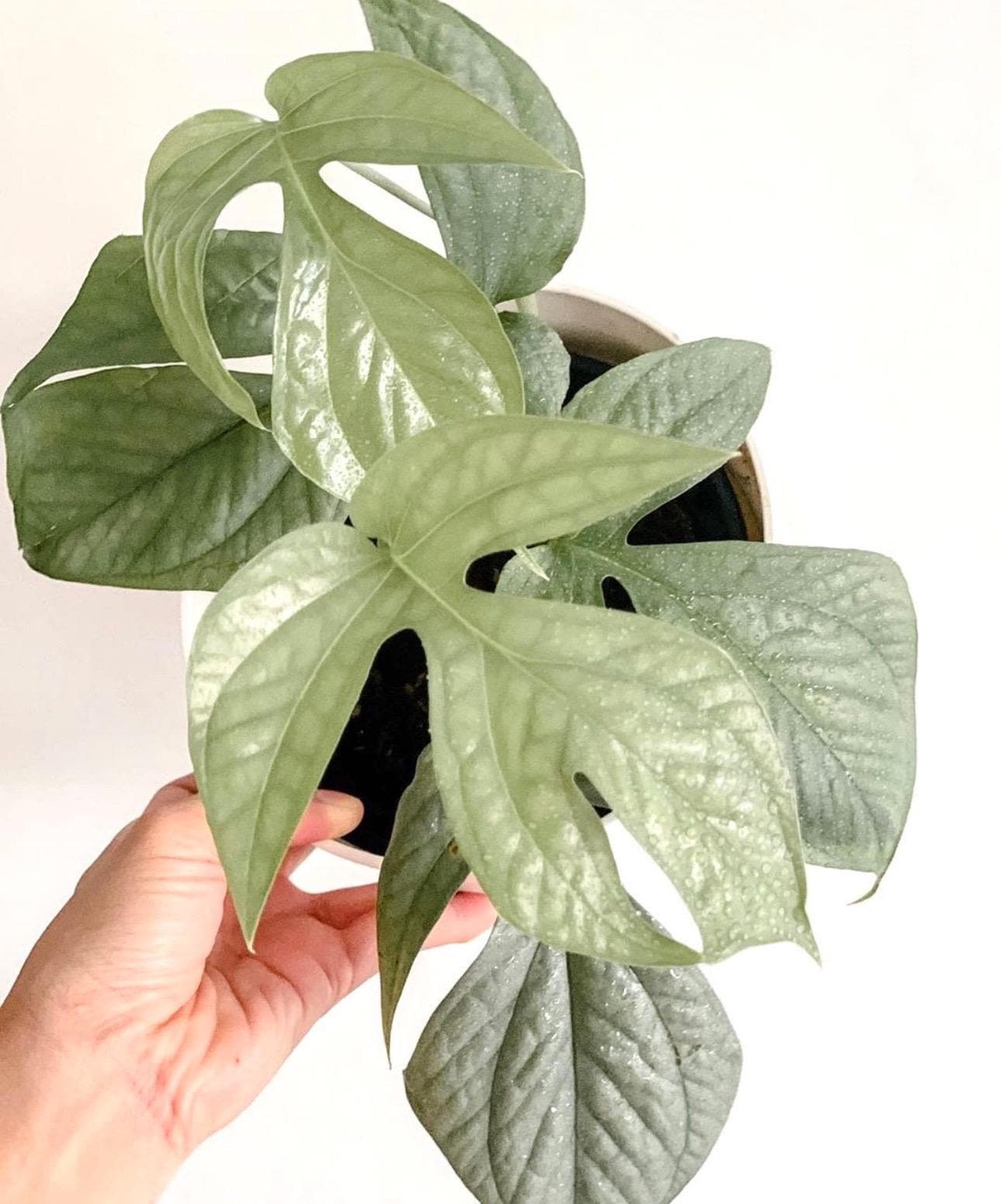 Spider man monster “amydrium silver”  2” pot (ALL PLANTS require you to purchase 2 plants!)