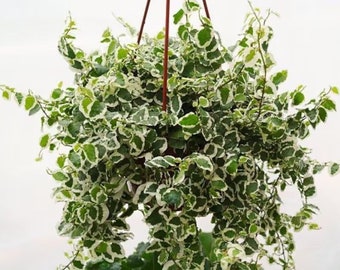 Ficus pumila variegata ( variegated creeping fig )Starter Plant (ALL STARTER PLANTS require you to purchase 2 plants!)