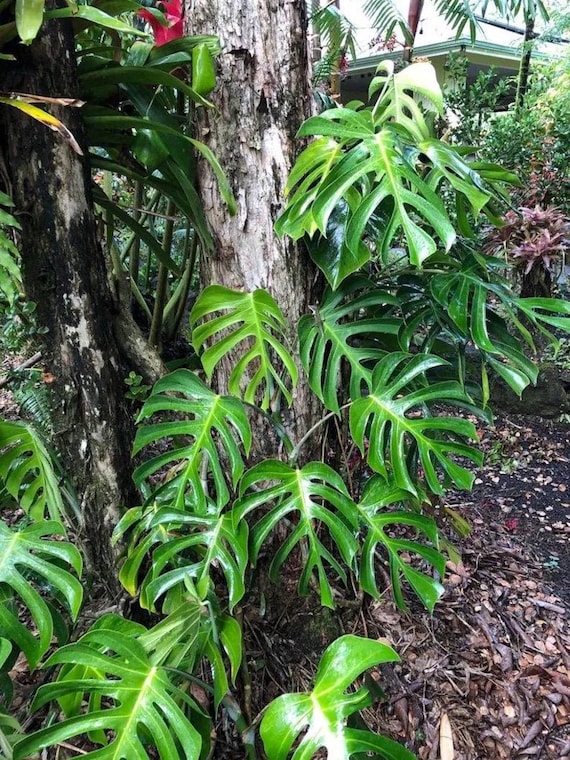 monstera thai constellation aurea Monstera deliciosa aurea variegata – Planted main image 1
