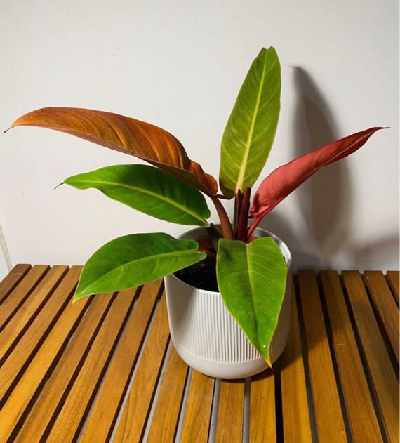 types of christmas cactus plants Winter Beauty Holiday Cactus Collection For Sale – Logee's Plants