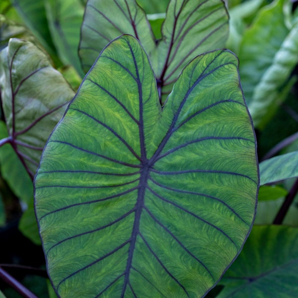 Colocasia Blue Hawaii Starter Plant (ALL STARTER PLANTS require you to purchase 2 plants!)