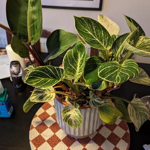 Philodendron White Measure - Etsy