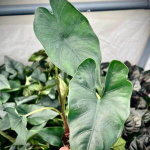 Alocasia Purple cloak “princeps” 2” pot (ALL STARTER PLANTS require you to purchase 2 plants!)