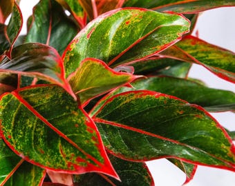 Aglaonema Siam Aurora Starter Plant (ALL STARTER PLANTS require you to purchase 2 plants!)