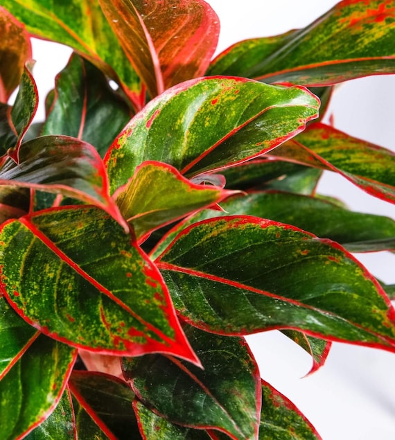 Aglaonema Siam Aurora Starter Plant (ALL STARTER PLANTS Require You to  Purchase 2 Plants!) - Etsy