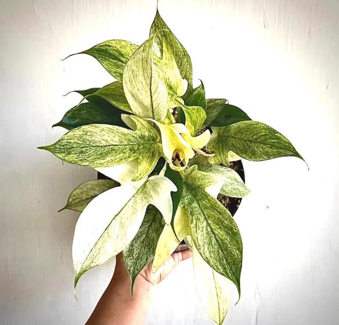 hedera plattensee Efeu 'Plattensee' (Hedera helix) kaufen – Mein schöner Garten Shop