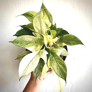 Philodendron Florida Ghost Starter Plant (ALL STARTER PLANTS require you to purchase 2 plants!)