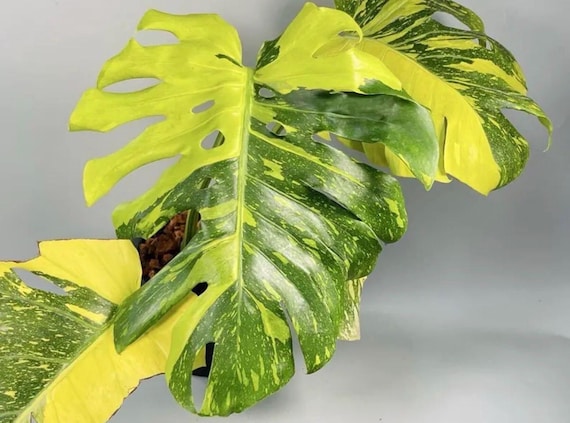Monstera Electrolyte Starter Plant (ALL PLANTS Require You to Purchase 2  Plants!) - Etsy