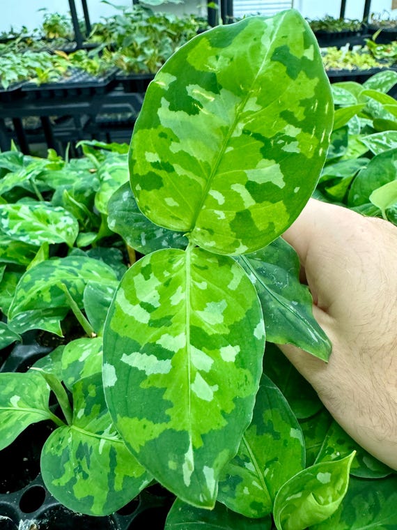 Aglaonema Pictum Tricolor #3 Starter Plant **(ALL Plants