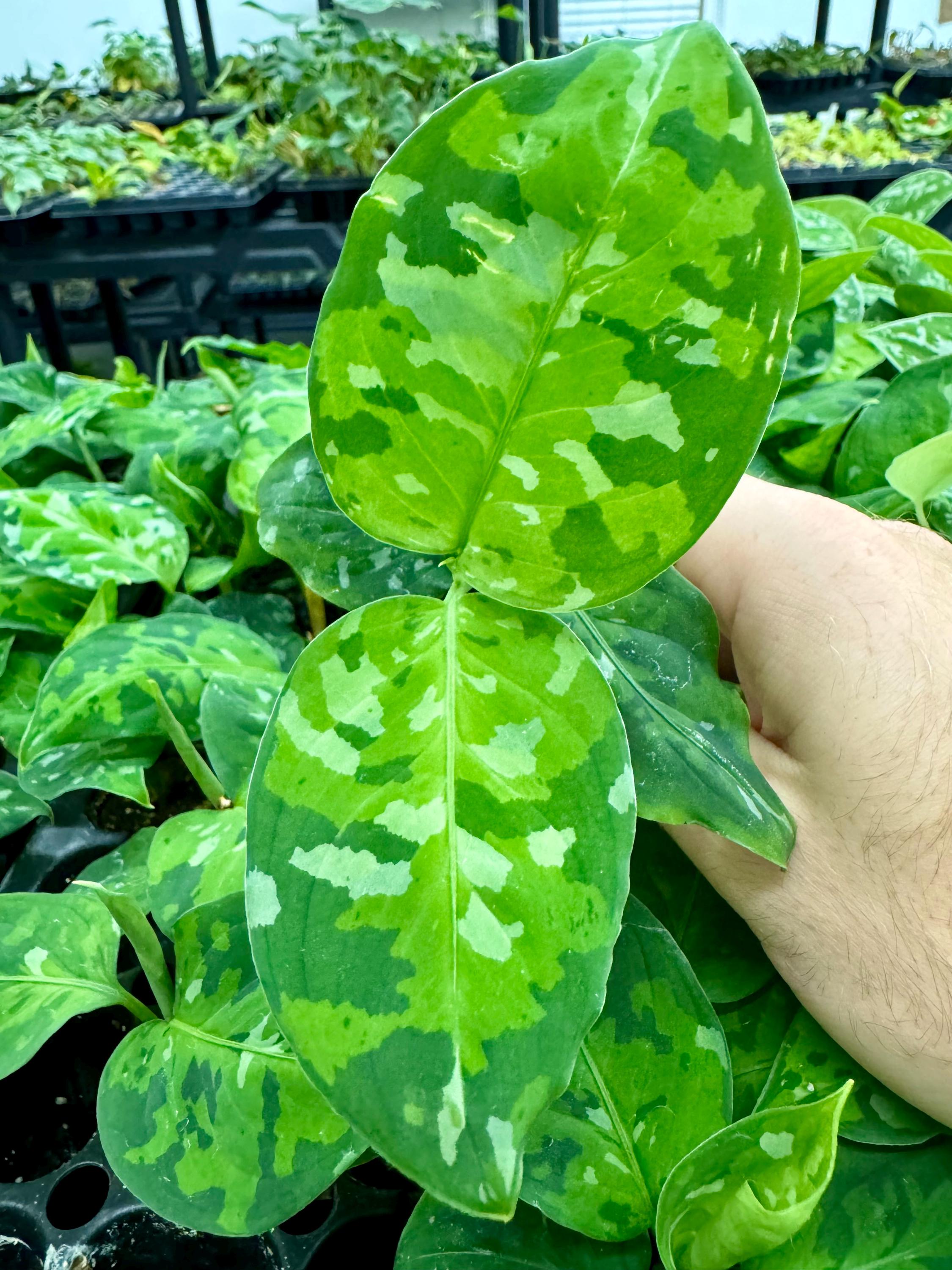 Aglaonema Pictum Tricolor #3 Starter Plant **(ALL Plants Aglaonema Pictum Tricolor #3 Starter Plant **(ALL Plants