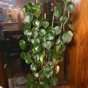 Peperomia bolybotra “raindrop” starter plant **(ALL plants require you to purchase ANY 2 plants!)**