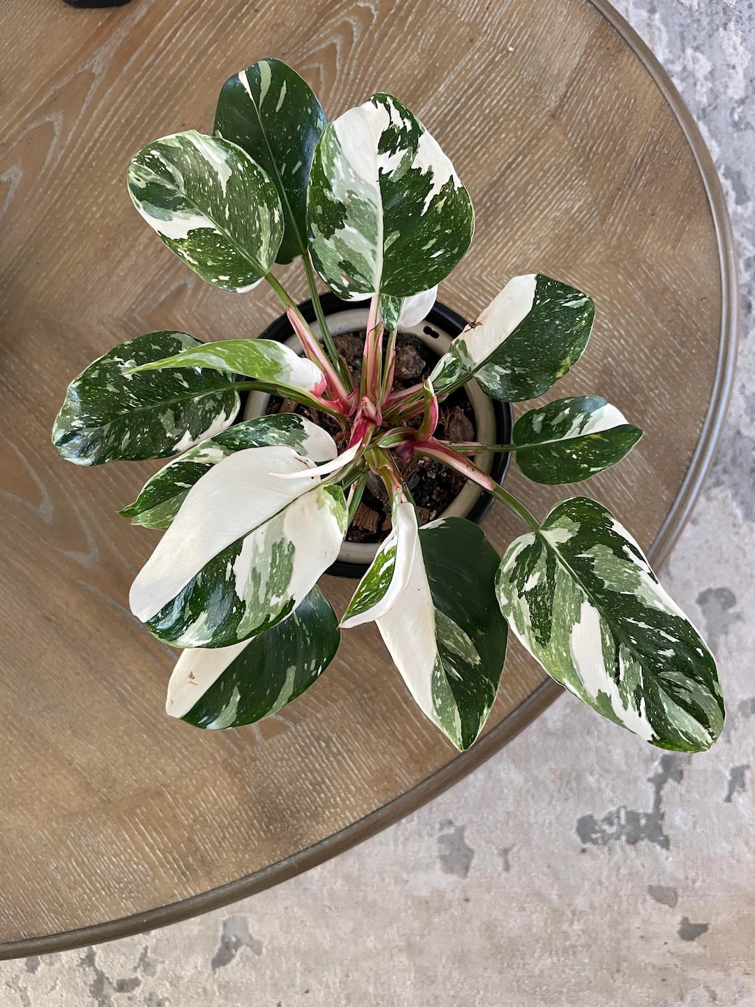 Philodendron White Princess Starter Plant (ALL STARTER PLANTS Require You  to Purchase 2 Plants!) - Etsy