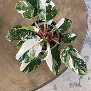 White Princess Philodendron Seeds - Etsy
