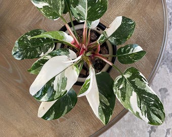 atabapoense philodendron Philodendron atabapoense