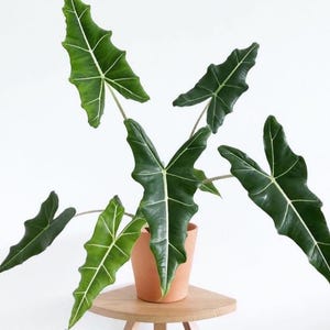 Alocasia Sarian Starter Plant (ALL STARTER PLANTS require you to purchase 2 plants!)