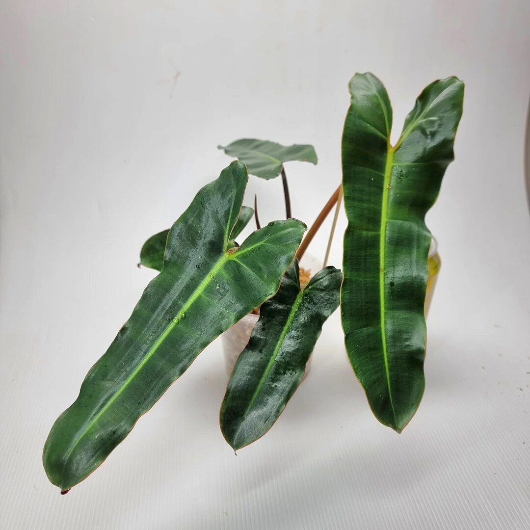 Philodendron Billietiae Dark Form Starter Plant ALL STARTER PLANTS ...