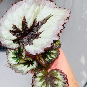 Rex Begonia fire woman Starter Plant ALL STARTER PLANTS require you to purchase 2 plants image 3