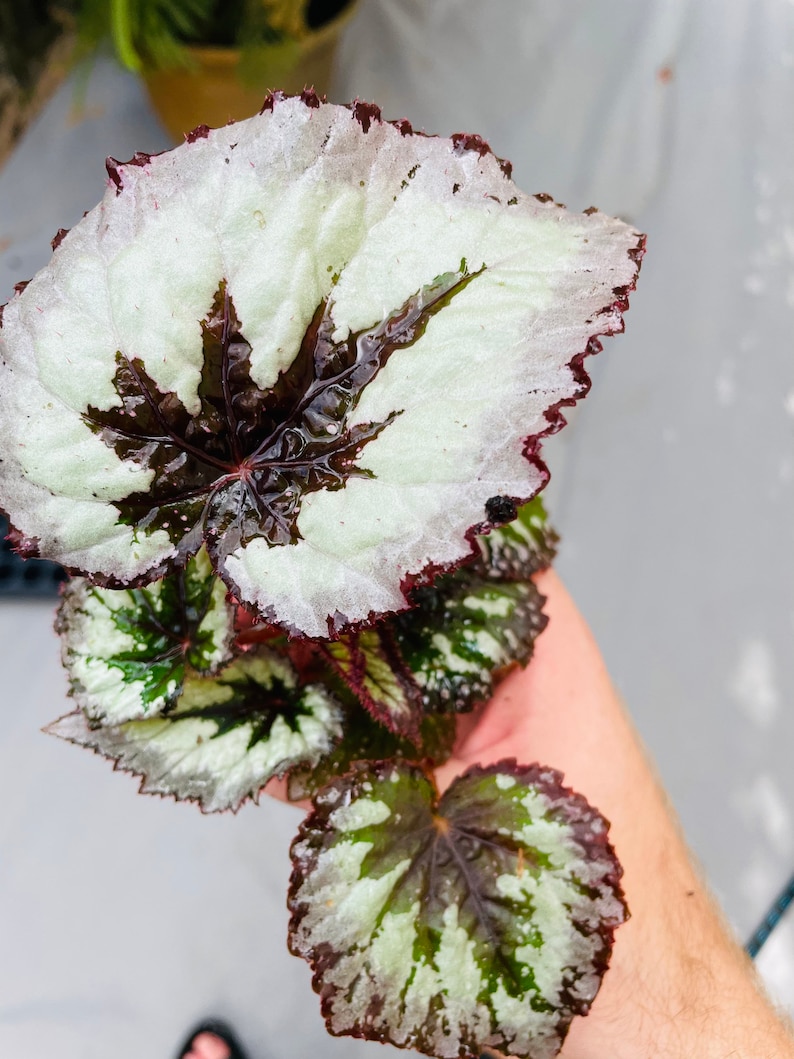 Rex Begonia fire woman Starter Plant ALL STARTER PLANTS require you to purchase 2 plants image 3