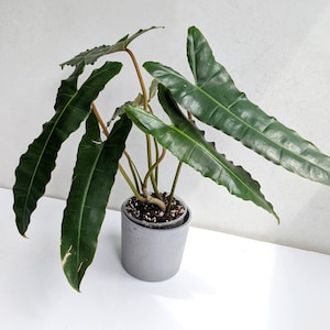 philodendron billietiae dark form Starter Plant (ALL STARTER PLANTS require you to purchase 2 plants!)