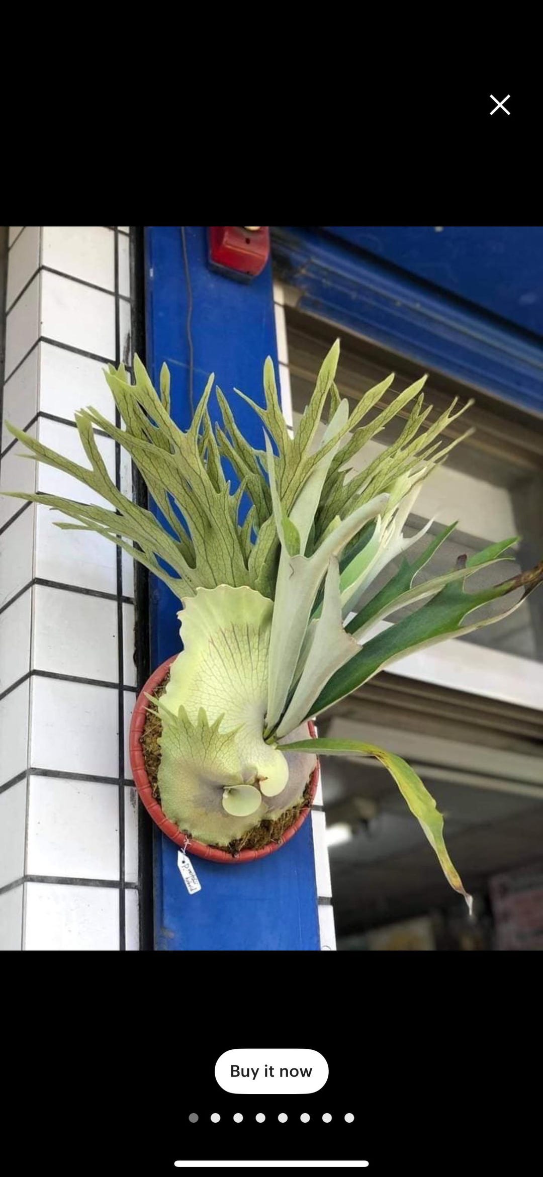 Platycerium Akki “veitchii Silver X Veitchii Wild” Staghorn Fern