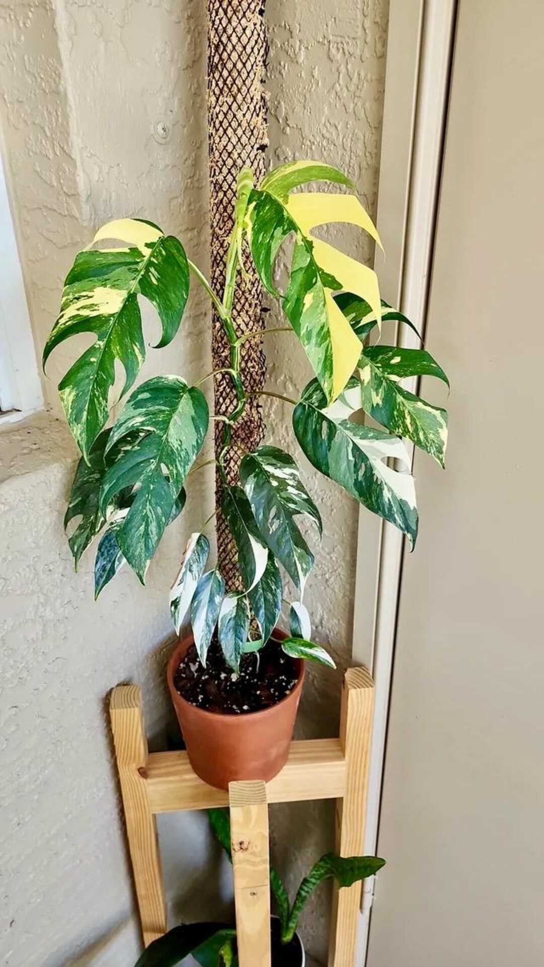 Epipremnum Pinnatum Variegated Rare Starter Plant **(ALL Plants Require You  to Purchase ANY 2 Plants!)** - Etsy