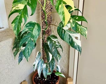 Epipremnum Pinnatum variegated rare starter plant **(ALL plants require you to purchase ANY 2 plants!)**