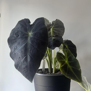 Planta de inicio Colocasia Black Beauty (¡TODAS LAS PLANTAS DE INICIO requieren la compra de 2 plantas!)