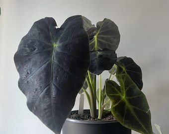 Colocasia Black Beauty Starter Plant (ALL STARTER PLANTS require you to purchase 2 plants!)