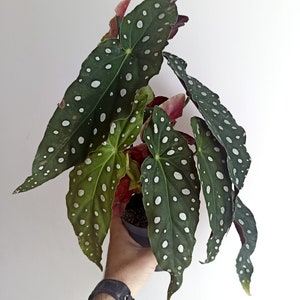 Begonia Maculata 4” pot (ALL STARTER PLANTS require you to purchase 2 plants!)