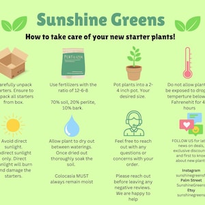 以下が含まれることがあります： 「Sunshine Greens」というタイトルの緑と白のインフォグラフィックで、スタータープラントの世話の仕方を説明しています。インフォグラフィックには、植物、鉢、温度計、ジョウロ、太陽、箱のイラストが含まれています。テキストには、プラントの梱包を解く、鉢植えにする、水やりをする、肥料を与える方法が記載されています。インフォグラフィックには、会社の連絡先情報も含まれています。