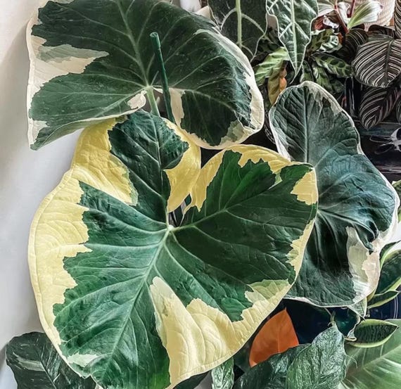 【美品】aladdin's 綿くり機 alocasia-mickey-mouse-305-
