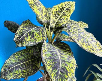 Diffenbachia Reflector starter plant (perfect for low light home) **(ALL plants require you to purchase ANY 2 plants!)**