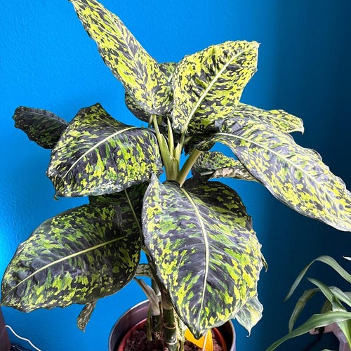 real fiddle leaf fig 7-10FT Fiddle Leaf Fig| Pick the exact one over video call  Pafe Plants