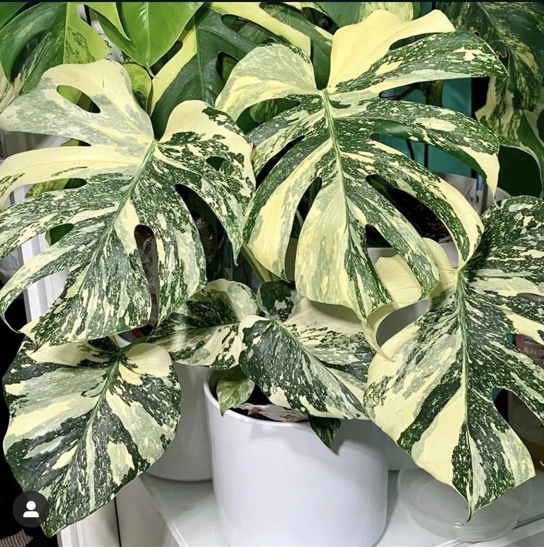 Monstera deliciosa 'Thai Constellation' 4