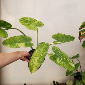 Philodendron Jose Buono #2 Starter Plant (preorder) (ALL STARTER PLANTS require you to purchase 2 plants!)