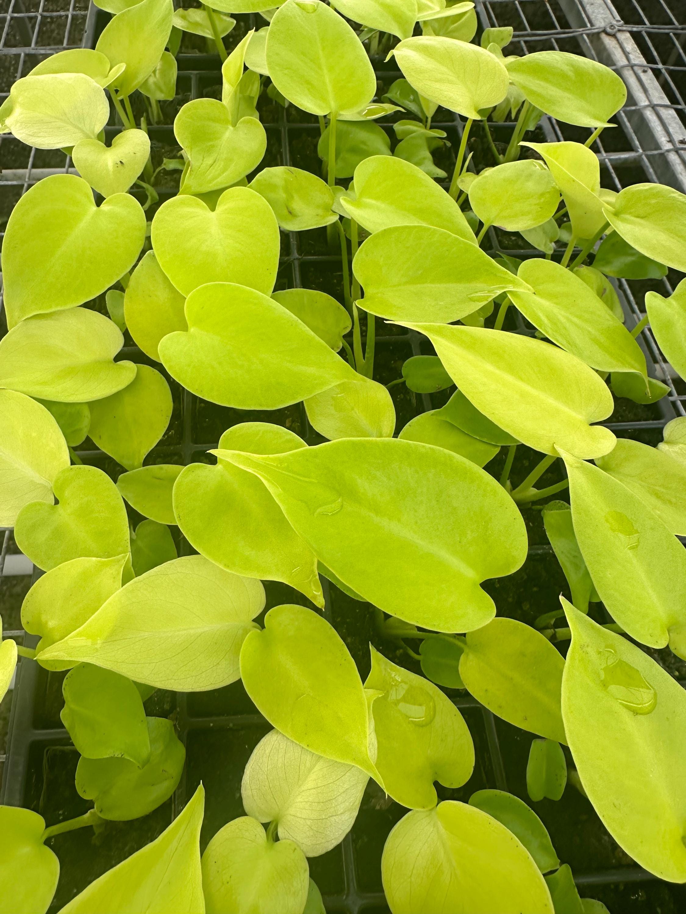 Monstera Super Golden Starter Plant (ALL STARTER PLANTS Require