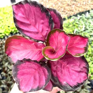 Calathea rosy starter plant (ALL STARTER PLANTS require you to purchase 2 plants!)