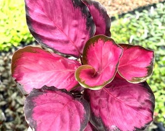 Calathea rosy starter plant (ALL STARTER PLANTS require you to purchase 2 plants!)