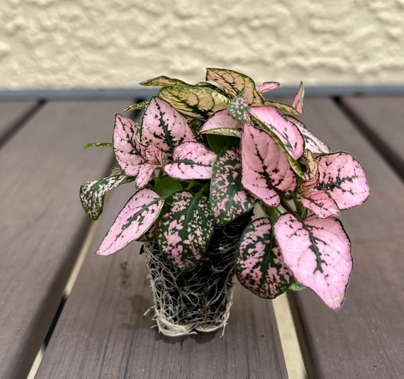 Hypoestes Pink (polka Dot Plant) Starter Plant **ALL Starter Plants Require  You to Purchase 2 Plants! ** - Etsy