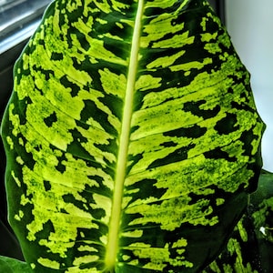 May include: A close-up of a large, green leaf with a white variegation pattern. The leaf has a prominent central vein and a textured surface.