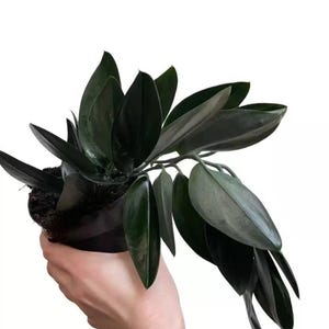 Scindapsus treubii forma oscura, planta de inicio (¡TODAS LAS PLANTAS DE INICIO requieren la compra de 2 plantas!)