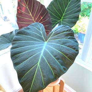 Alocasia &quot;Regal Shield&quot; Starter Plant (ALL STARTER PLANTS require you to purchase 2 plants!)