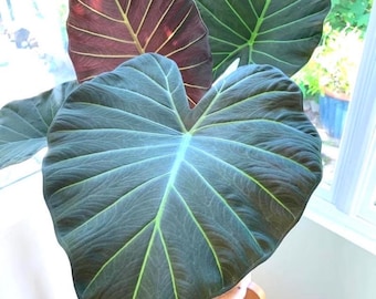 Regal Shield Albo Variegated Alocasia Corm A7 A23 A24 A25 - Etsy