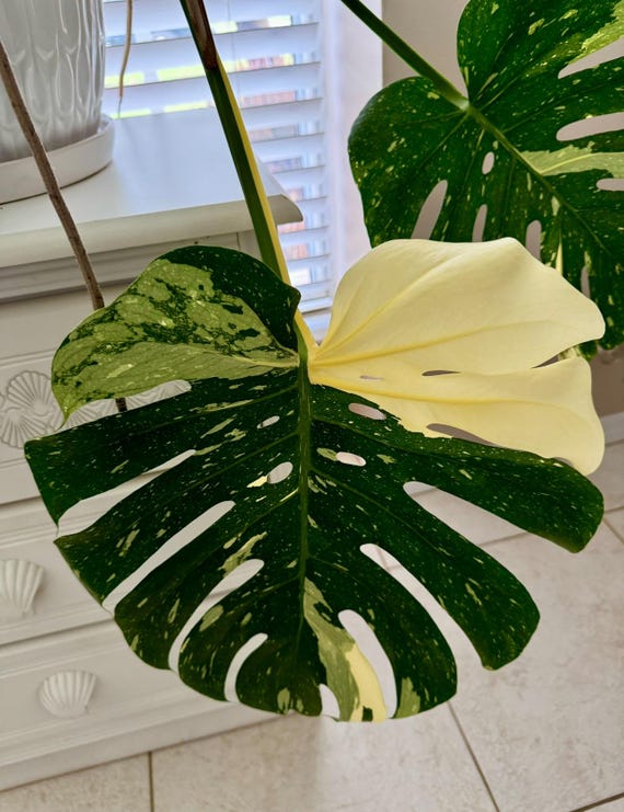 Monstera Thai Constellation Starter Plant (2 Pack) - Etsy