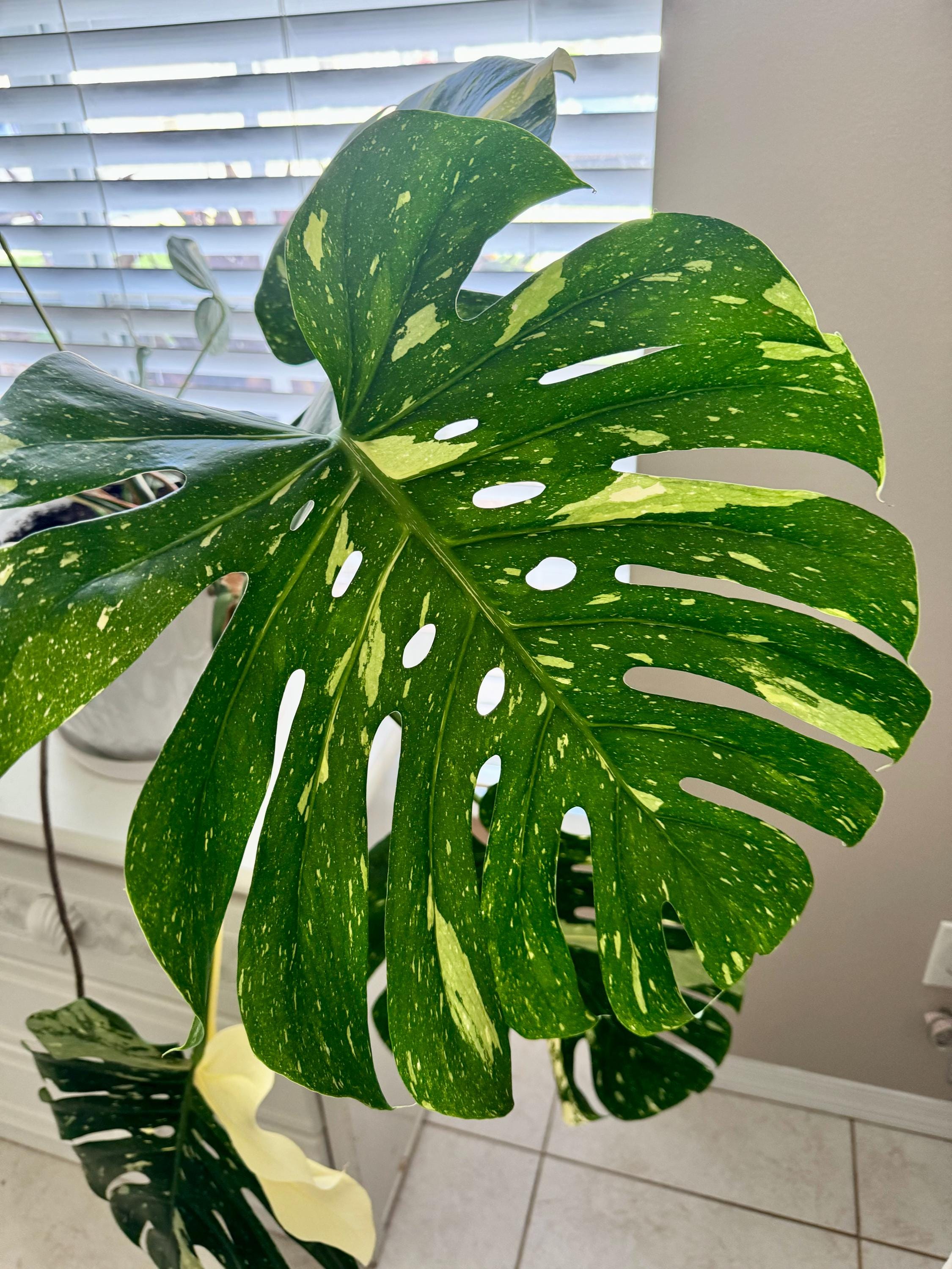 Monstera Thai Constellation 4 Pot ( ALL PLANTS Require You to Purchase 2  Plants) - Etsy