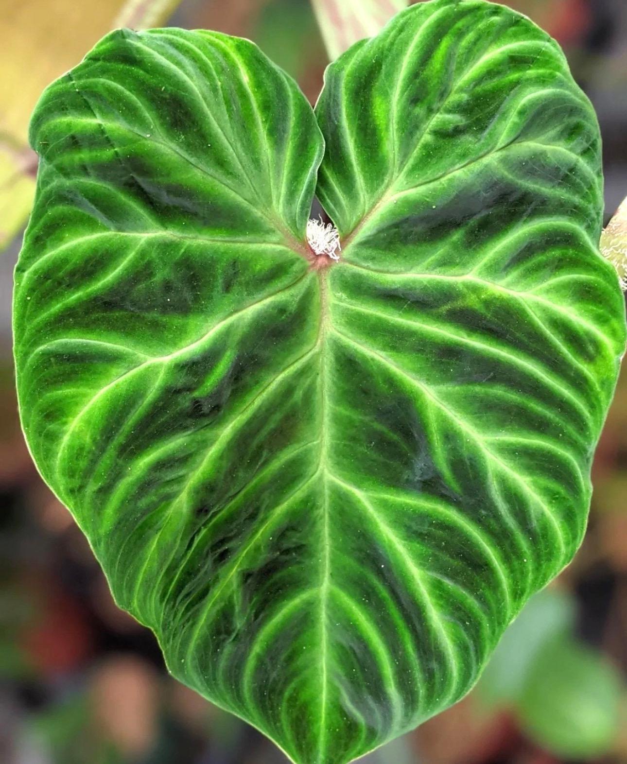 burle marx philodendron variegated Philodendron Burle Marx 