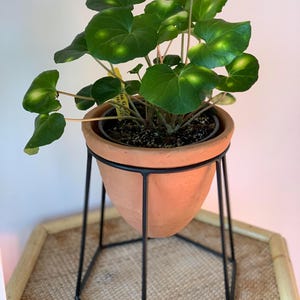 May include: A green houseplant with variegated leaves in a terracotta pot on a black metal stand. The stand has a hexagonal base.