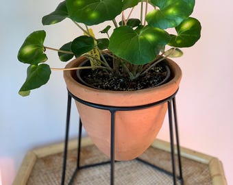 Farfugium Firefly “Leopard Plant” “Tractor Seat” Starter Plant (ALL STARTER PLANTS require you to purchase 2 plants!)